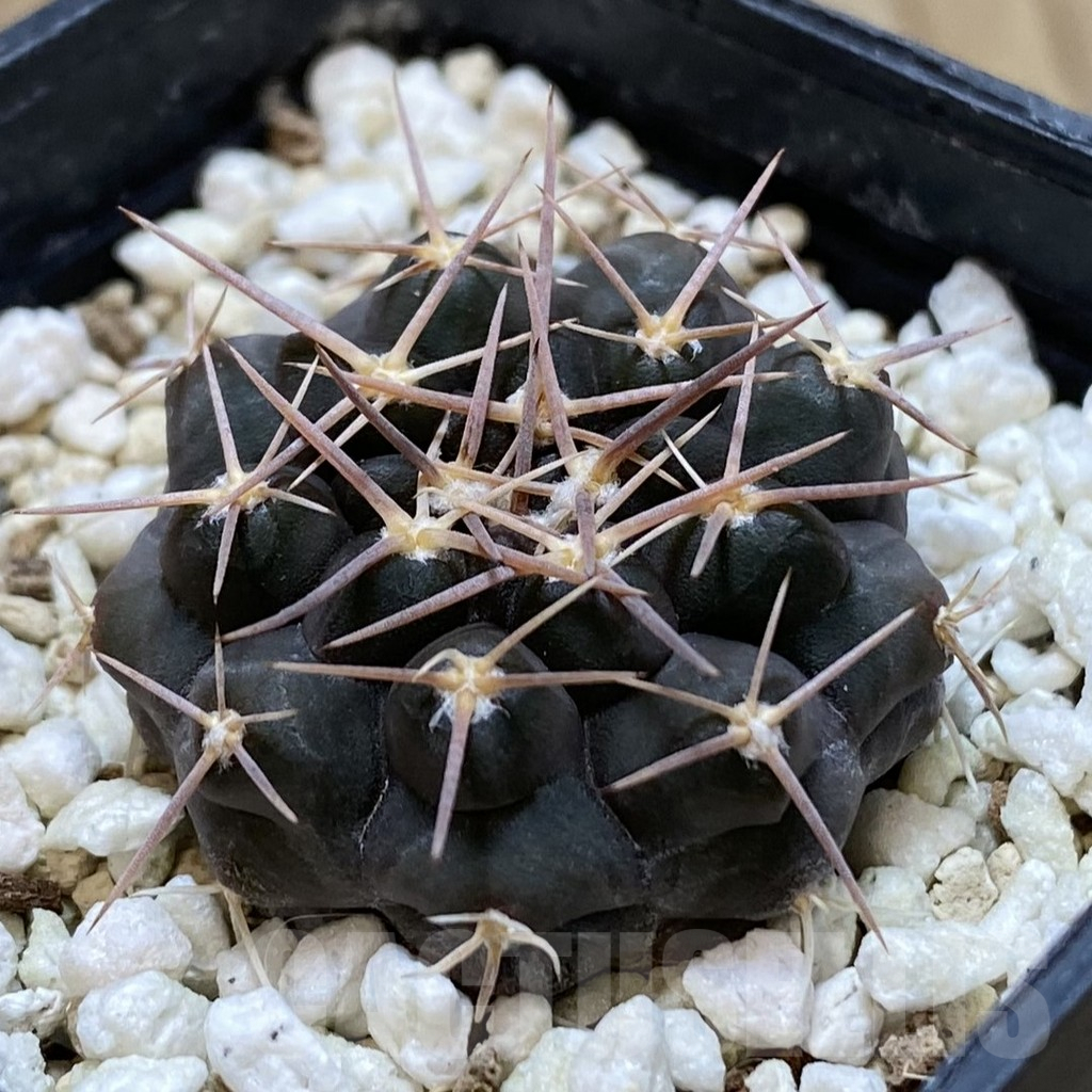SH1344 Gymnocalycium prochazkianum simile VG 061 - Image 2