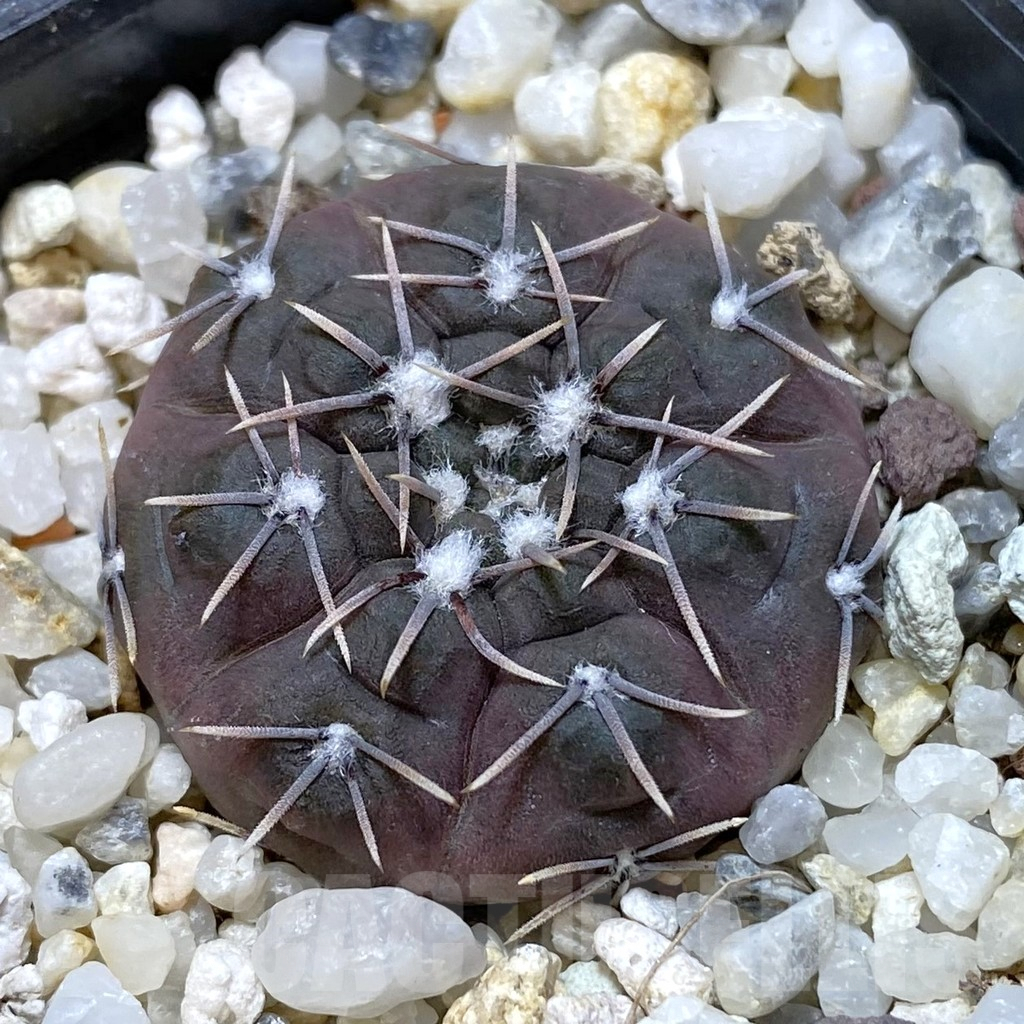 SH1345 Gymnocalycium kieslingii f. castaneum P220