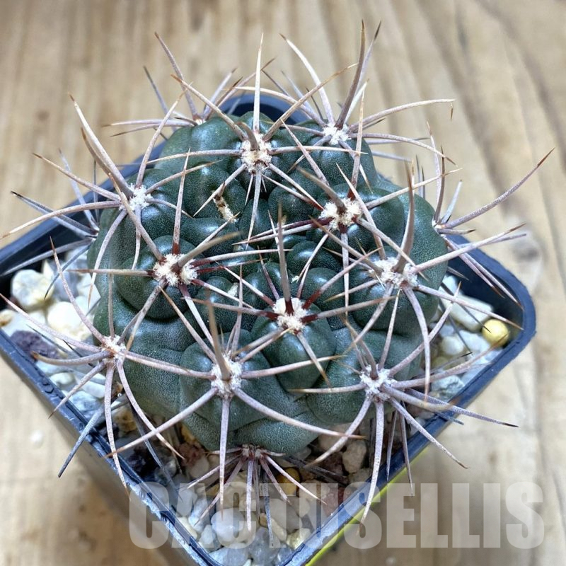 SH1349 Gymnocalycium neuhuberi