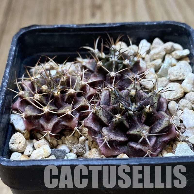 SH1350 Gymnocalycium mihanovichii hybrid mix