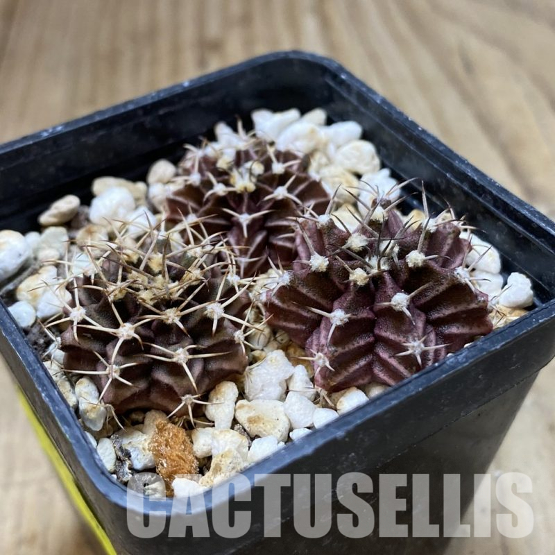 SH1352 Gymnocalycium mihanovichii hybrid mix