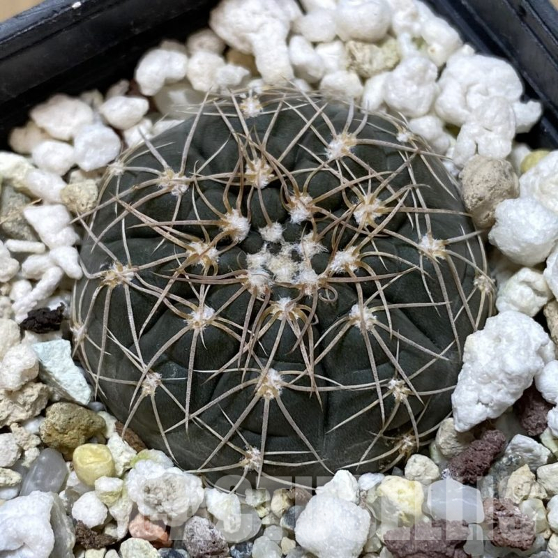SH1353 Gymnocalycium taningaense VG306