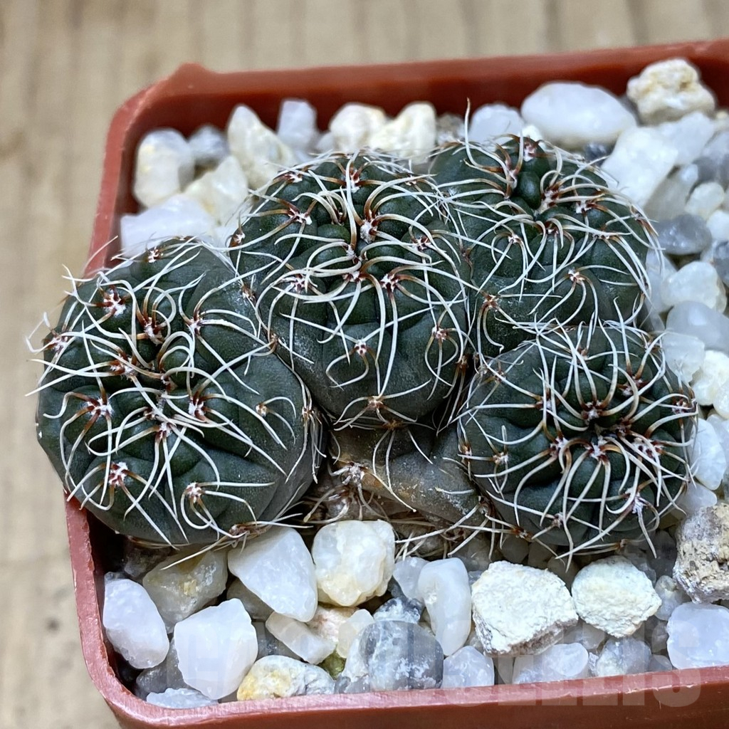 SHPR41142 Gymnocalycium altagraciense n.n. STO 323