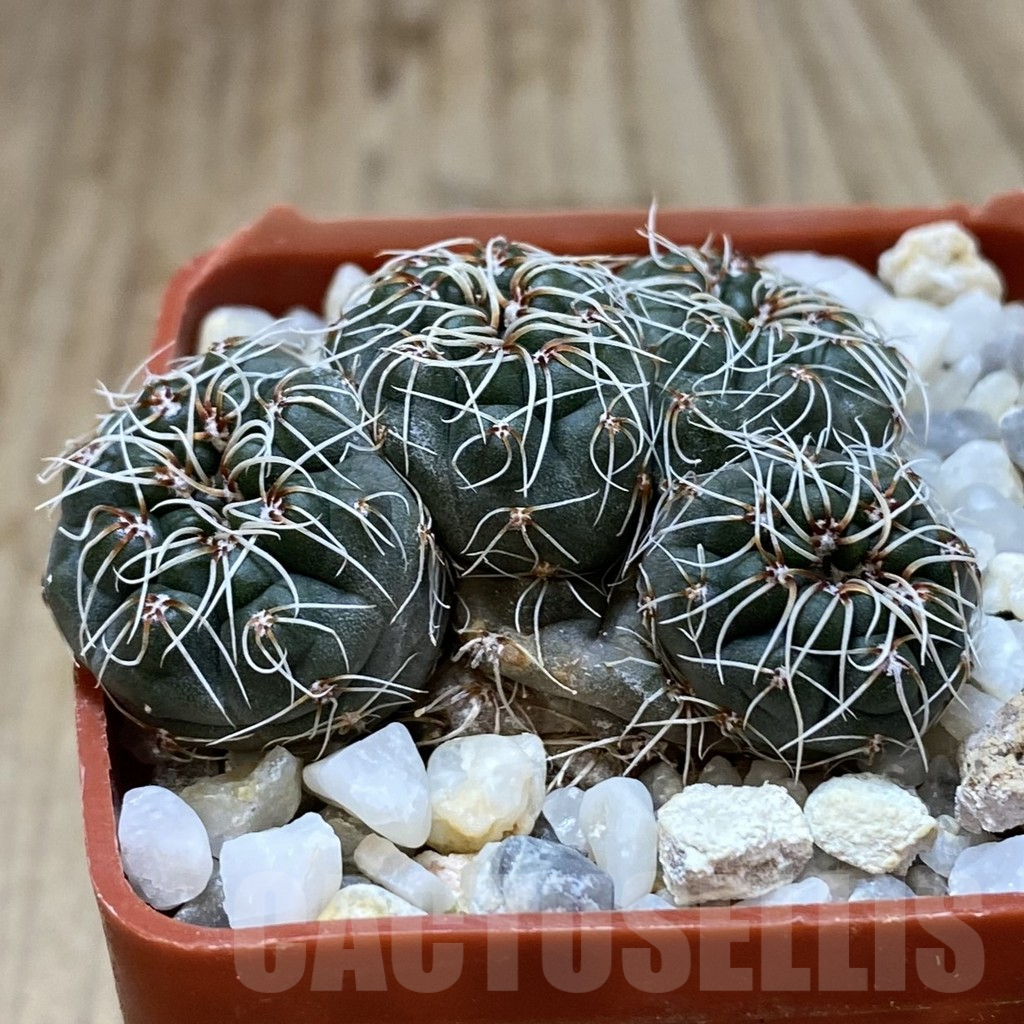 SHPR41142 Gymnocalycium altagraciense n.n. STO 323 - 画像 (2)