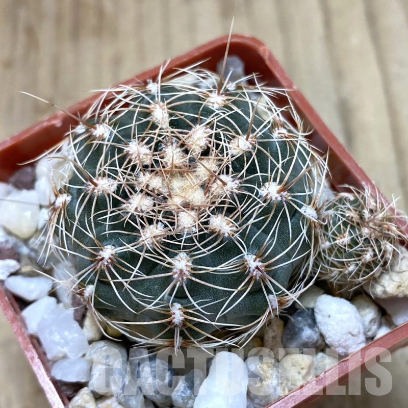 SH1205 Gymnocalycium bruchii v. hossei