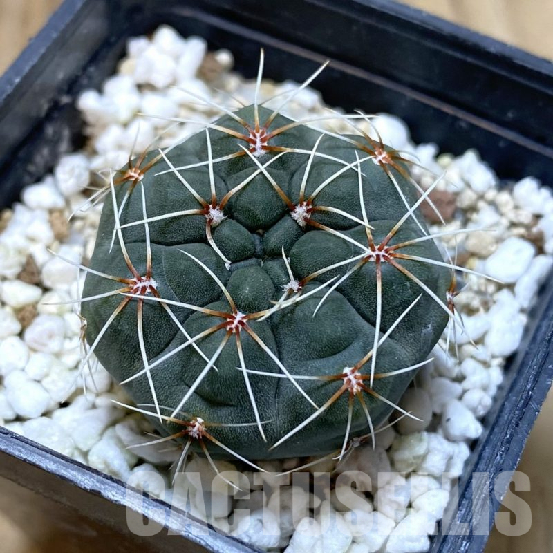 SH1207 Gymnocalycium baldianum