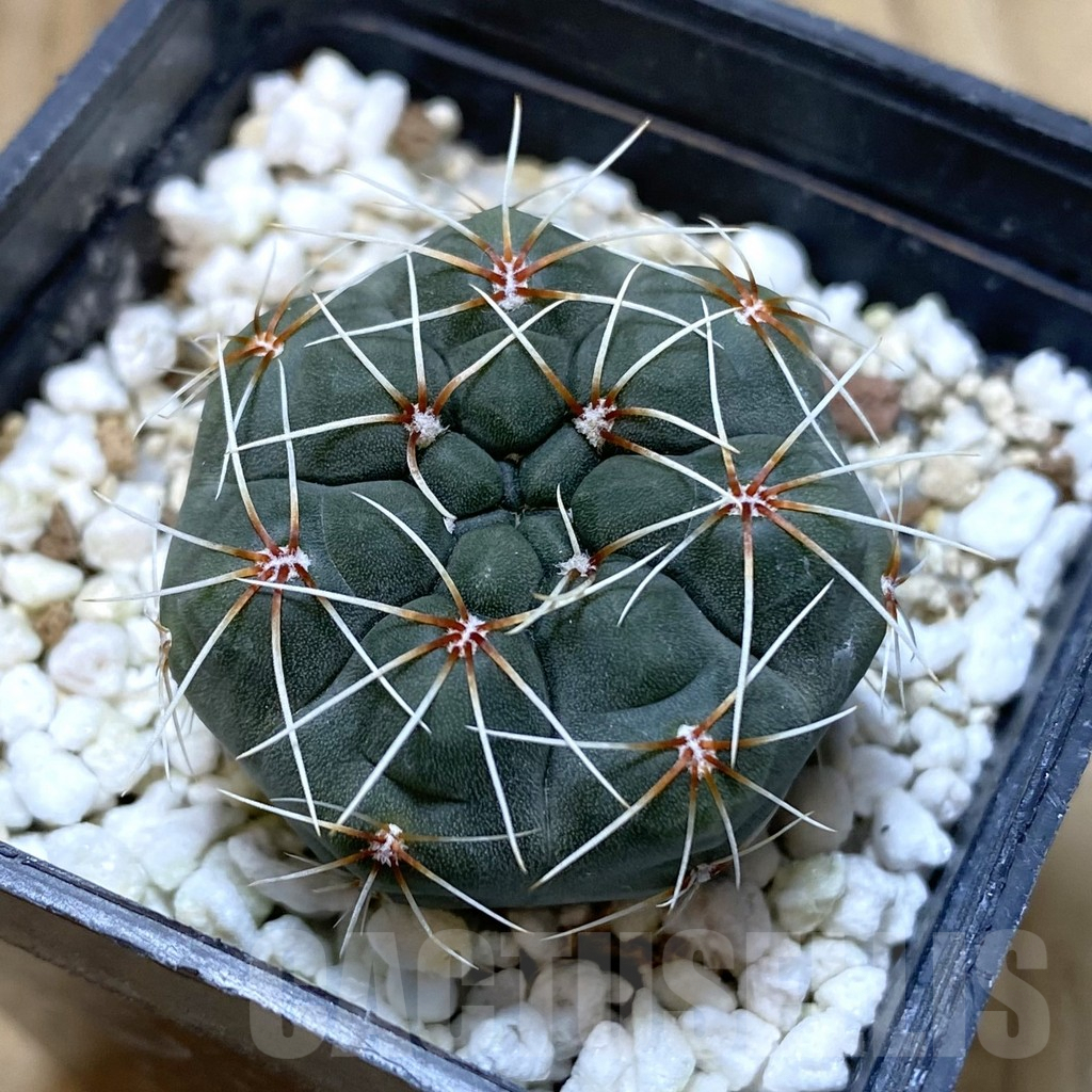 SH1207 Gymnocalycium baldianum