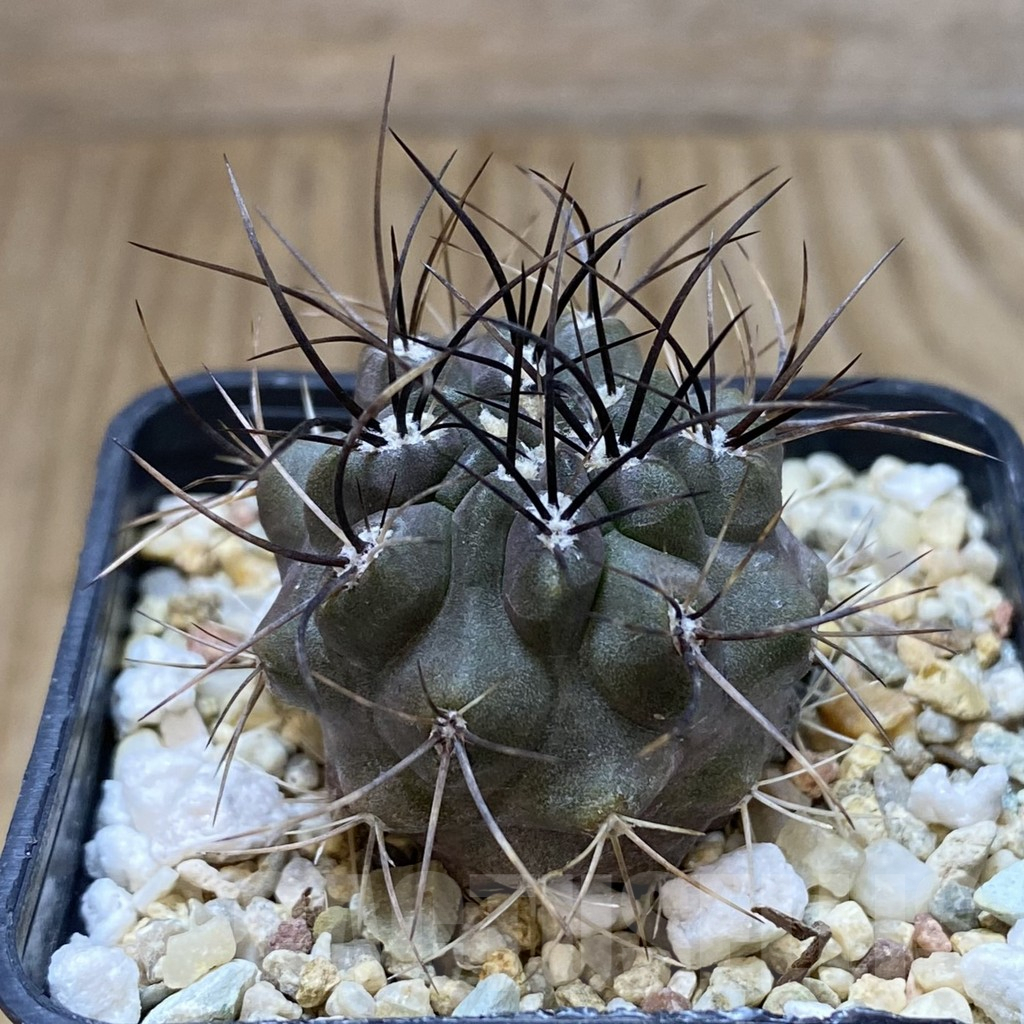 SH1317 Eriosyce sp. - Image 2