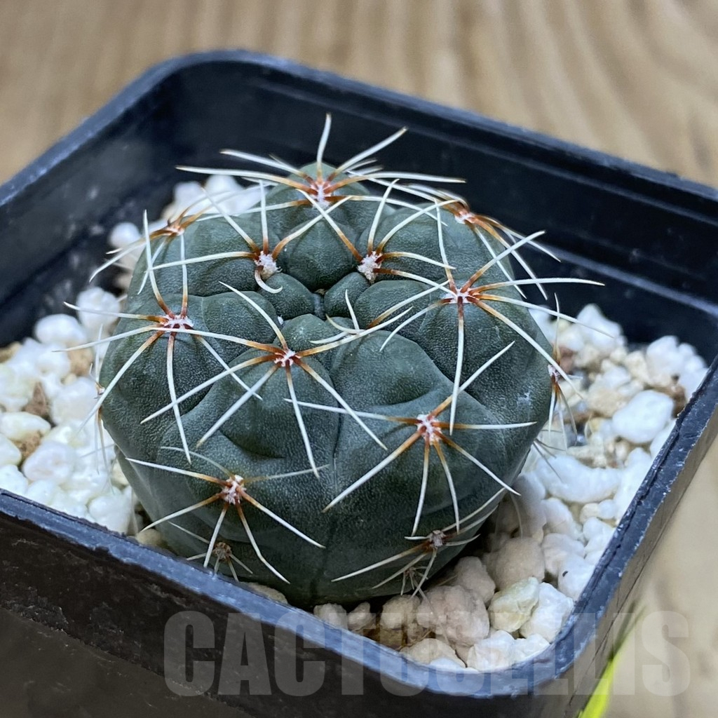 SH1207 Gymnocalycium baldianum – Bild 2