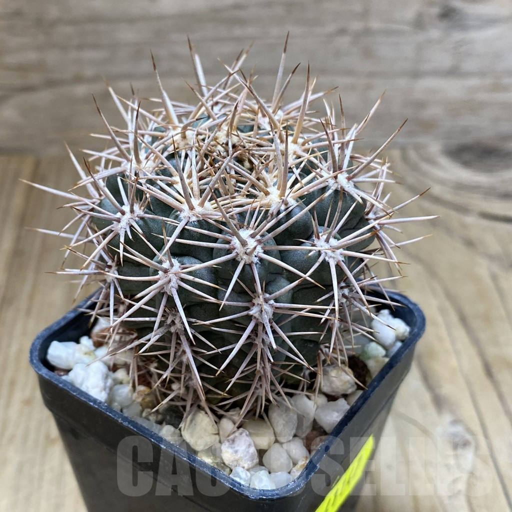 SHPR41147 Gymnocalycium neuhuberi - immagine 2