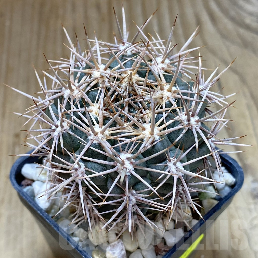 SHPR41147 Gymnocalycium neuhuberi