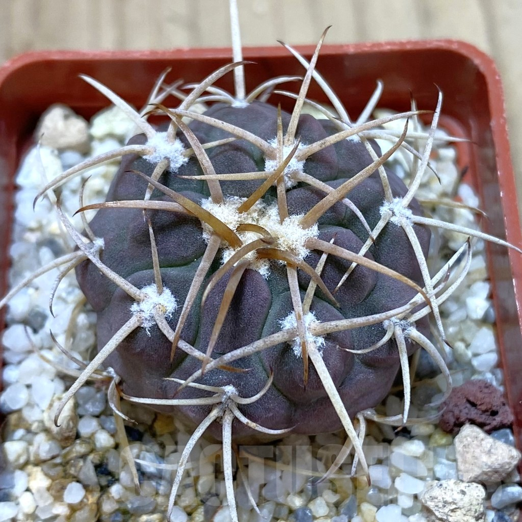 SH1320 Gymnocalycium ochoterenae v. varispinum
