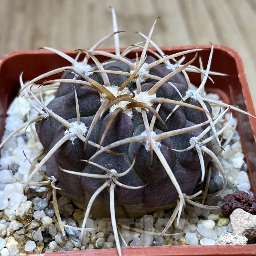 SH1320 Gymnocalycium ochoterenae v. varispinum - Image 2