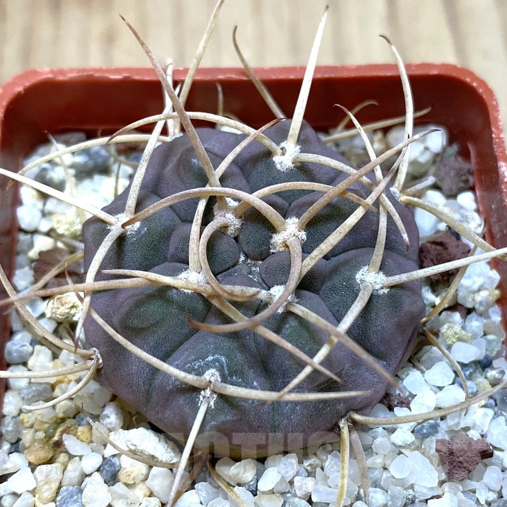 SH1321 Gymnocalycium ochoterenae v. varispinum