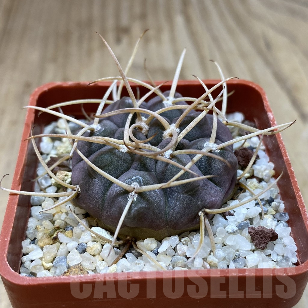 SH1321 Gymnocalycium ochoterenae v. varispinum - Image 2