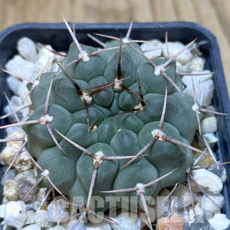 SH1322 Gymnocalycium intertextum long spines