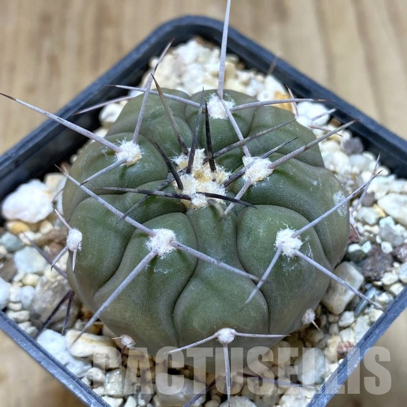 SH1326 Gymnocalycium castellanosii v. bozsingianum P 205