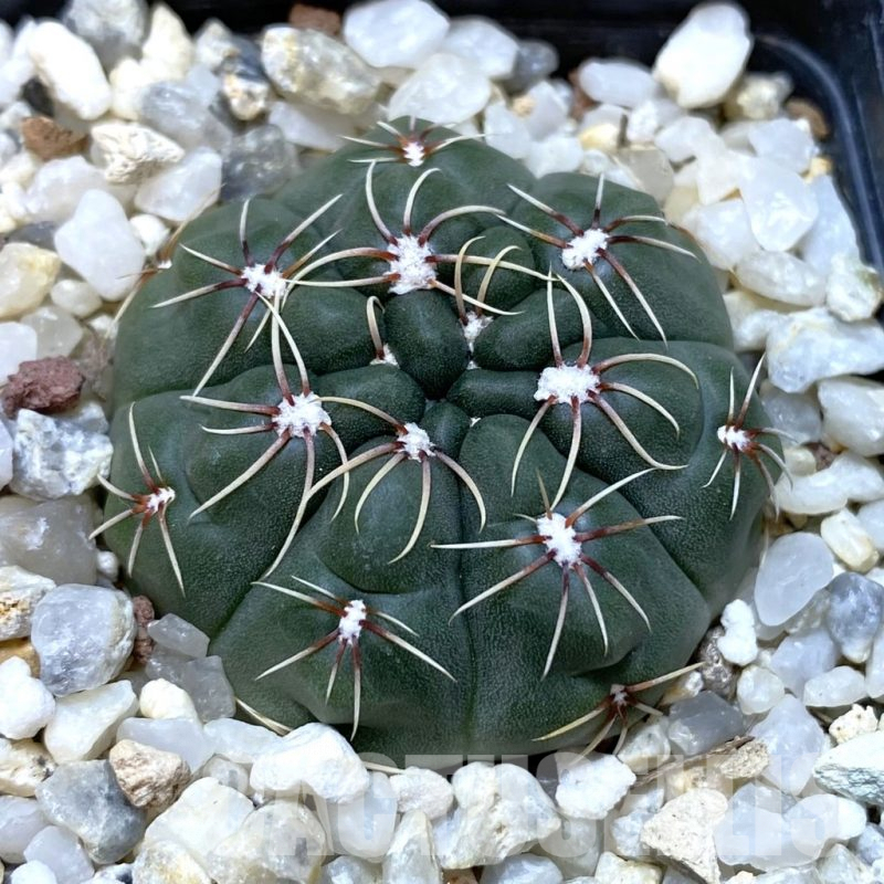 SH1327 Gymnocalycium amerhauseri STO 229