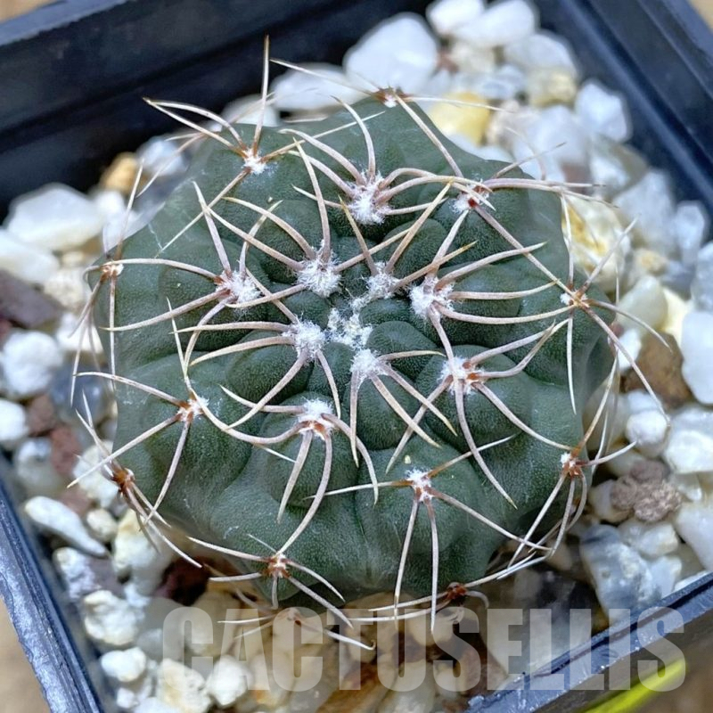 SH1331 Gymnocalycium sutterianum P141