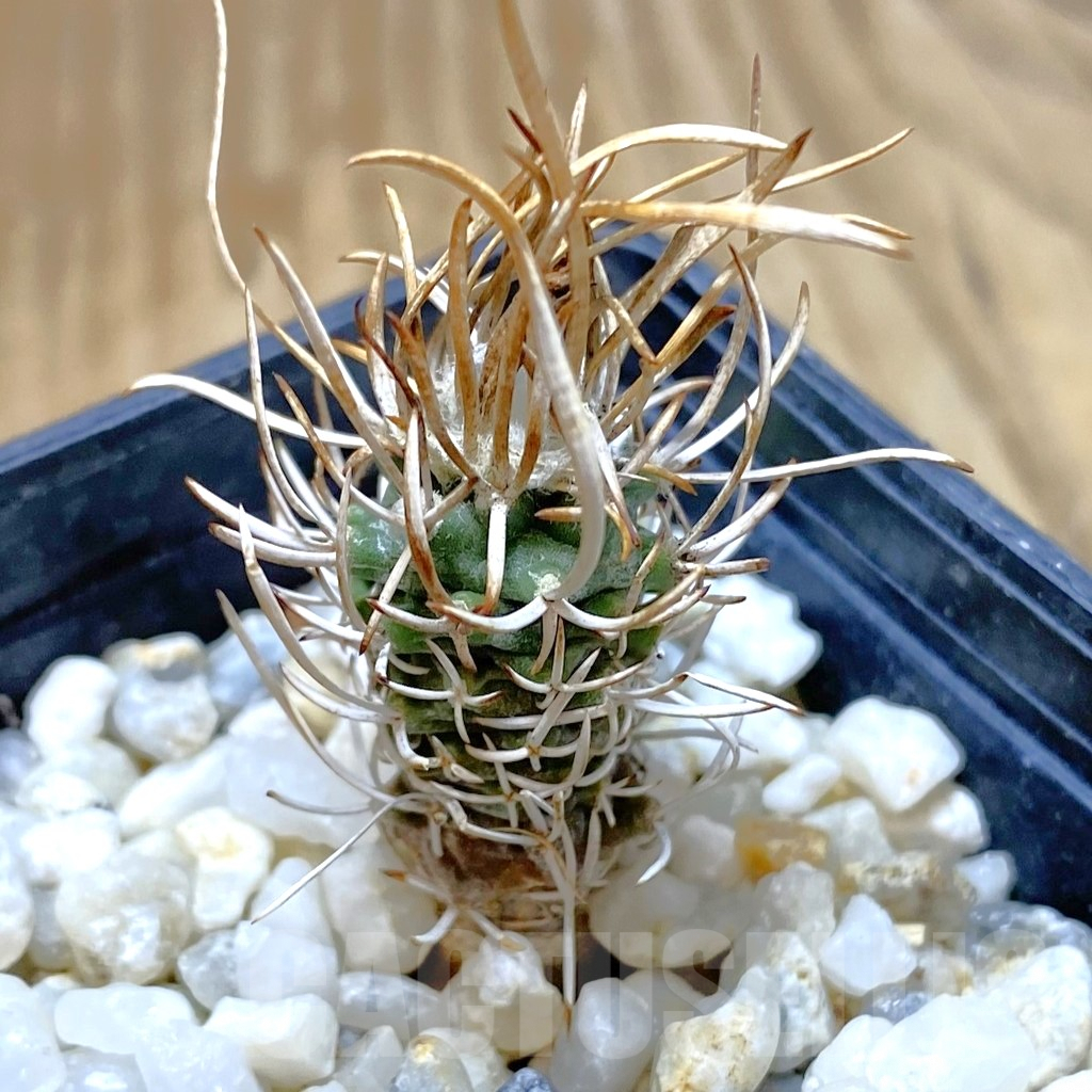 SHPR41089 Turbinicarpus flaviflorus