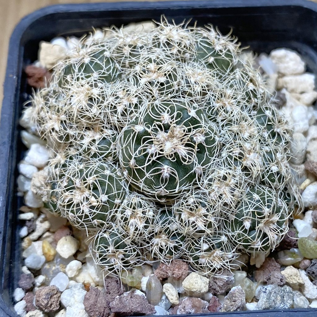 SH1333 Gymnocalycium bruchii WP76-100