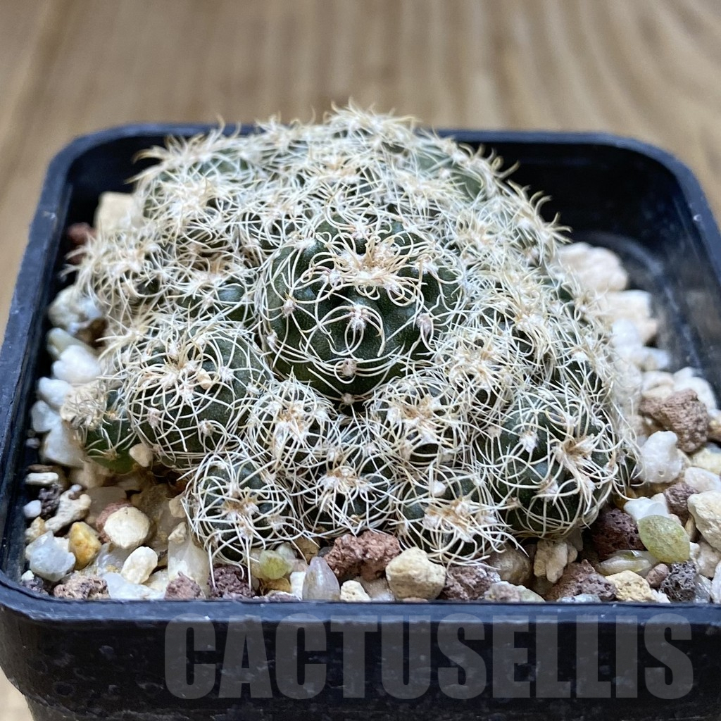 SH1333 Gymnocalycium bruchii WP76-100 - 画像 (2)