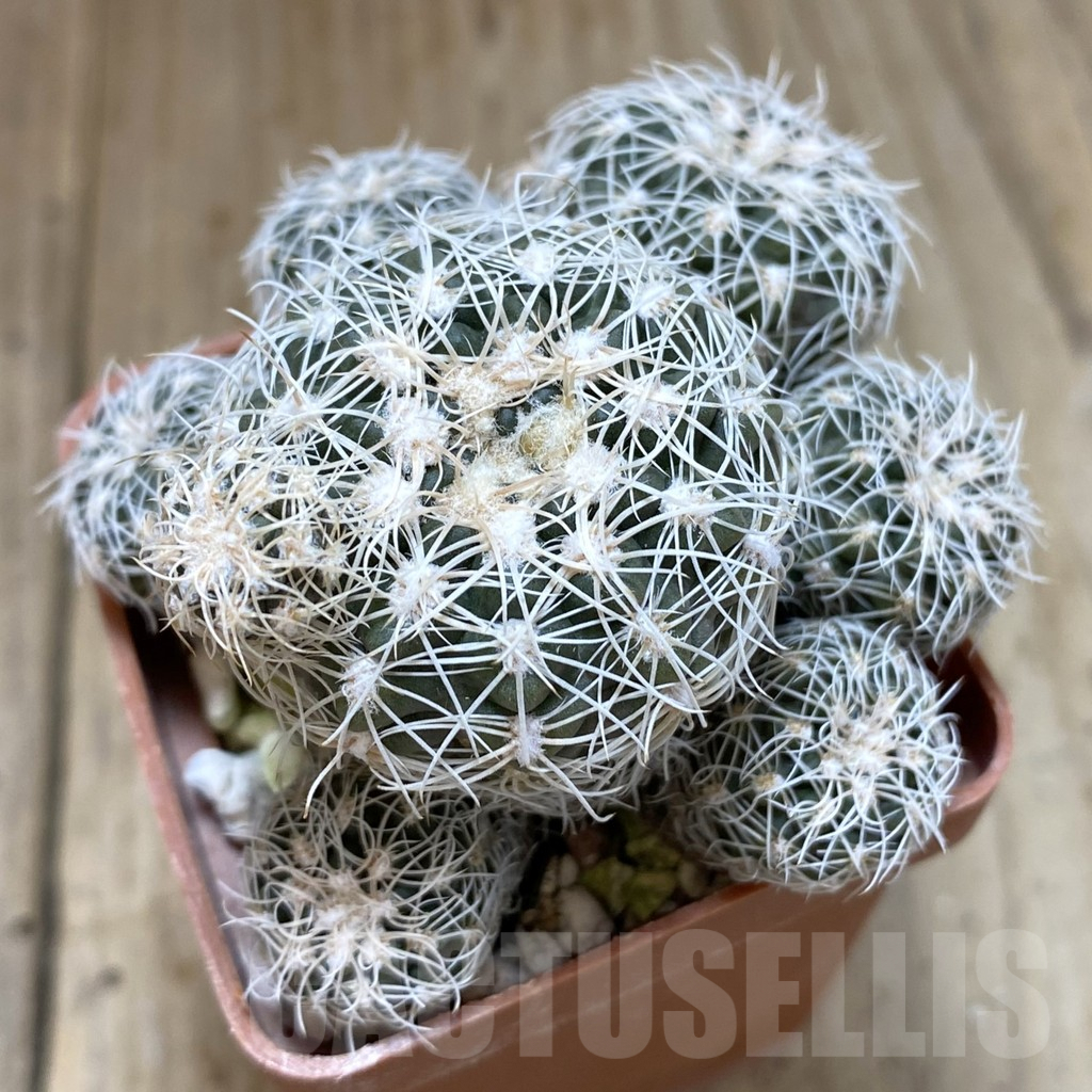 SH1334 Gymnocalycium bruchii
