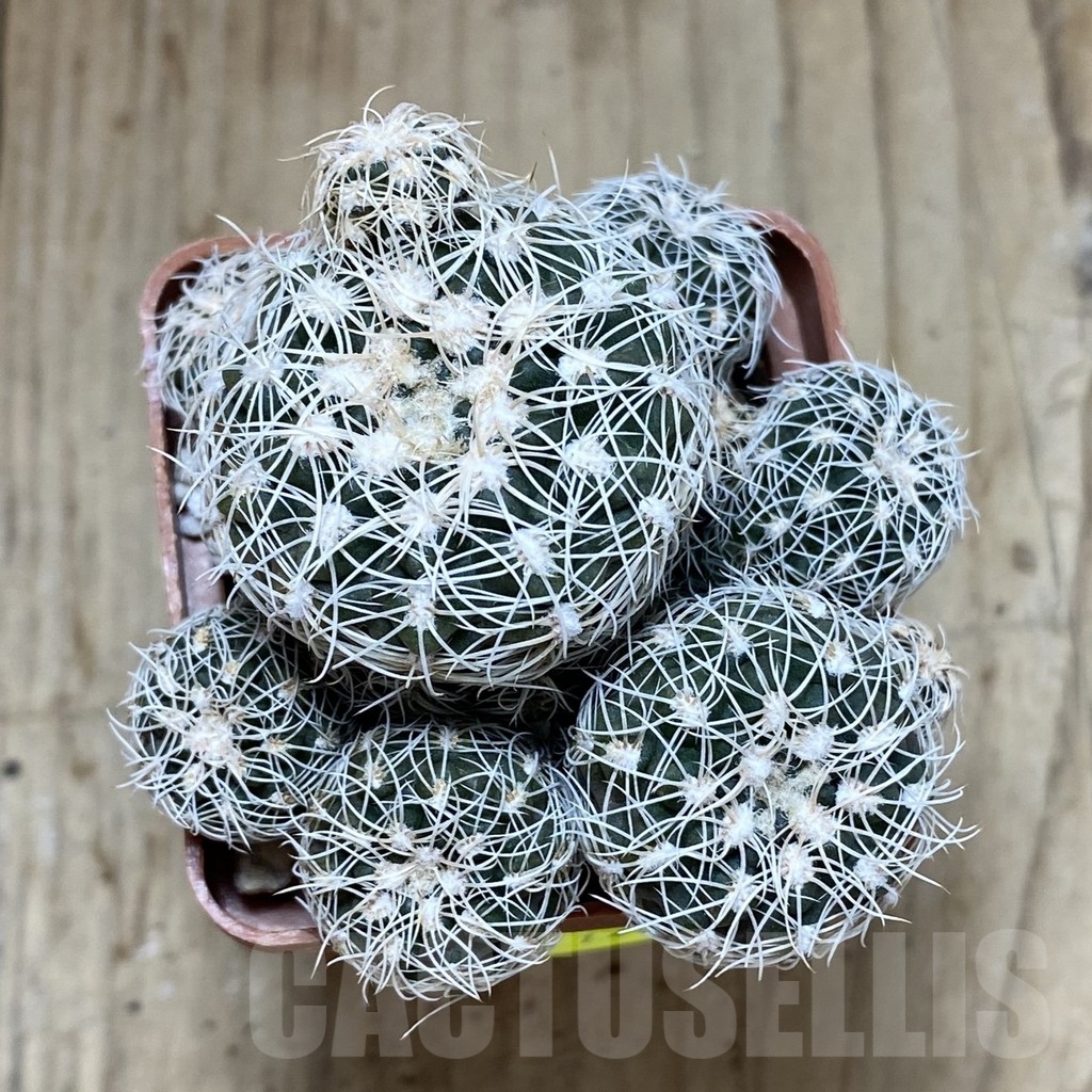 SH1334 Gymnocalycium bruchii - Image 2