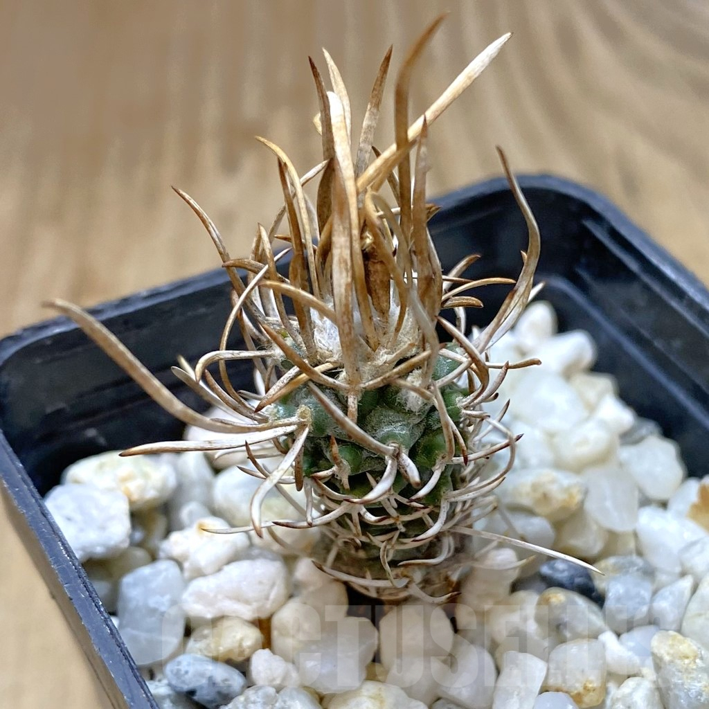 SHPR41089 Turbinicarpus flaviflorus - Imagen 2