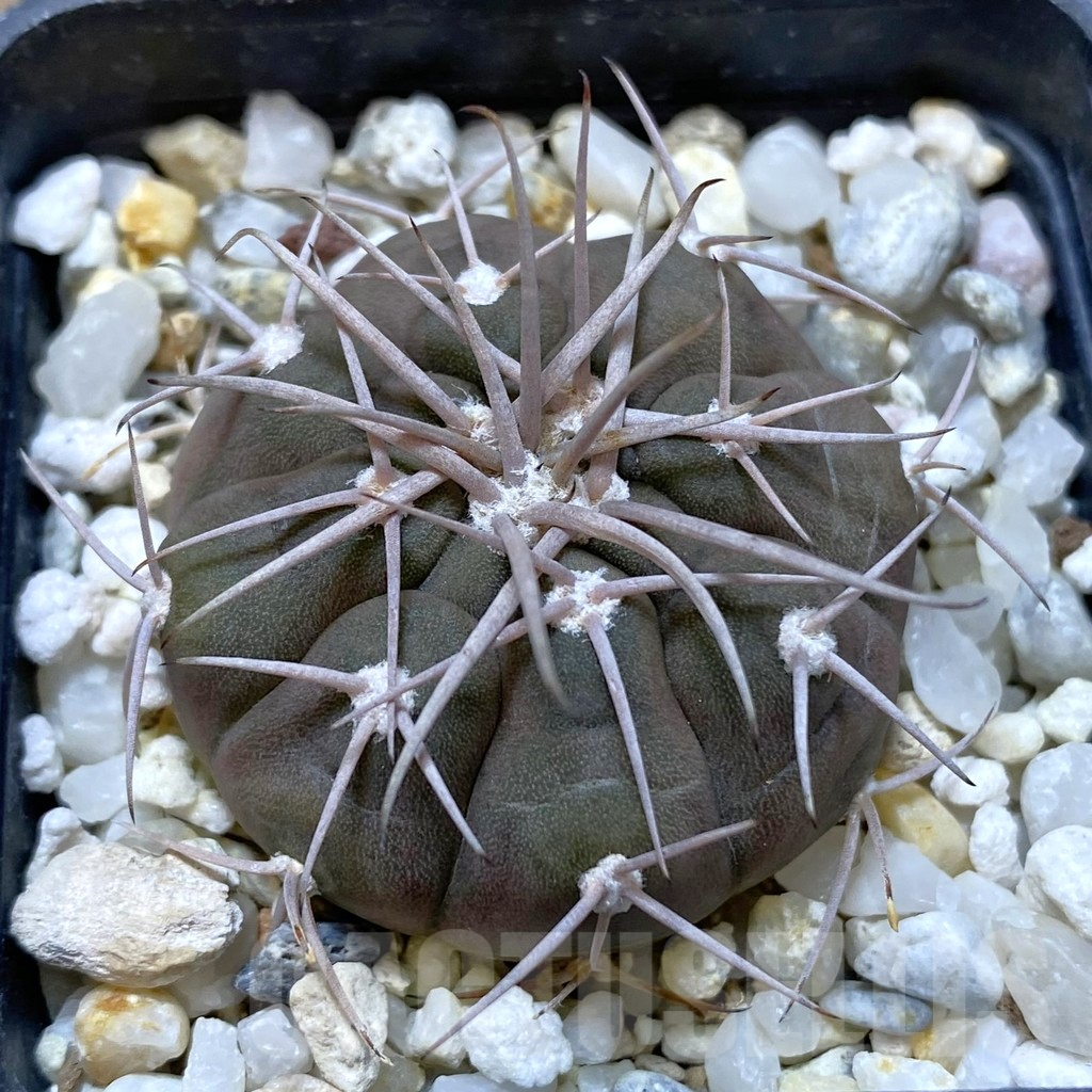 SHPR41119 Gymnocalycium castellanosii (M.G. 460.82)