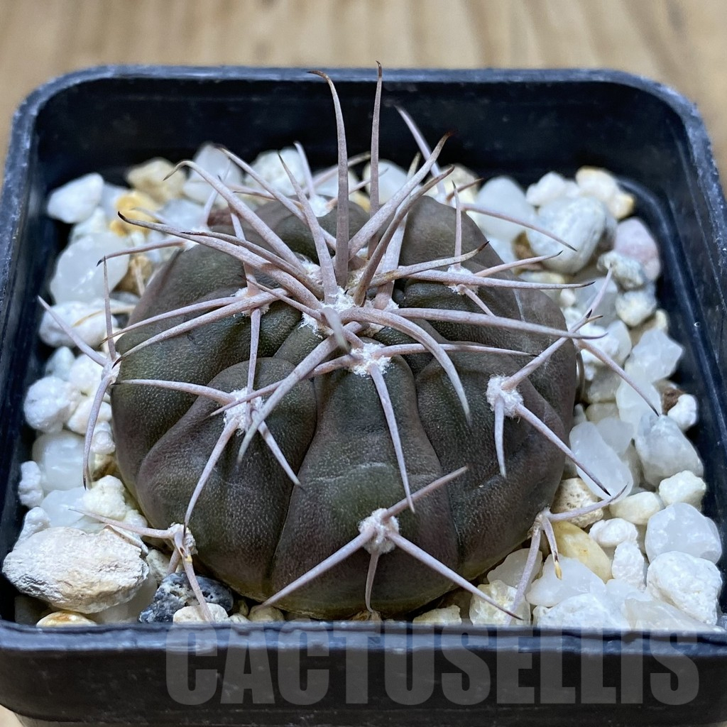 SHPR41119 Gymnocalycium castellanosii (M.G. 460.82) - 画像 (2)
