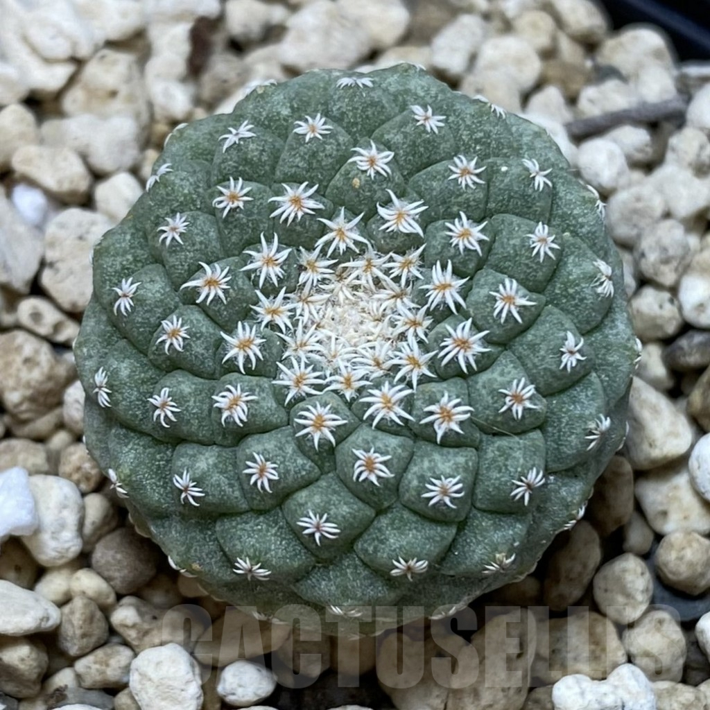 SH1220 Strombocactus disciformis