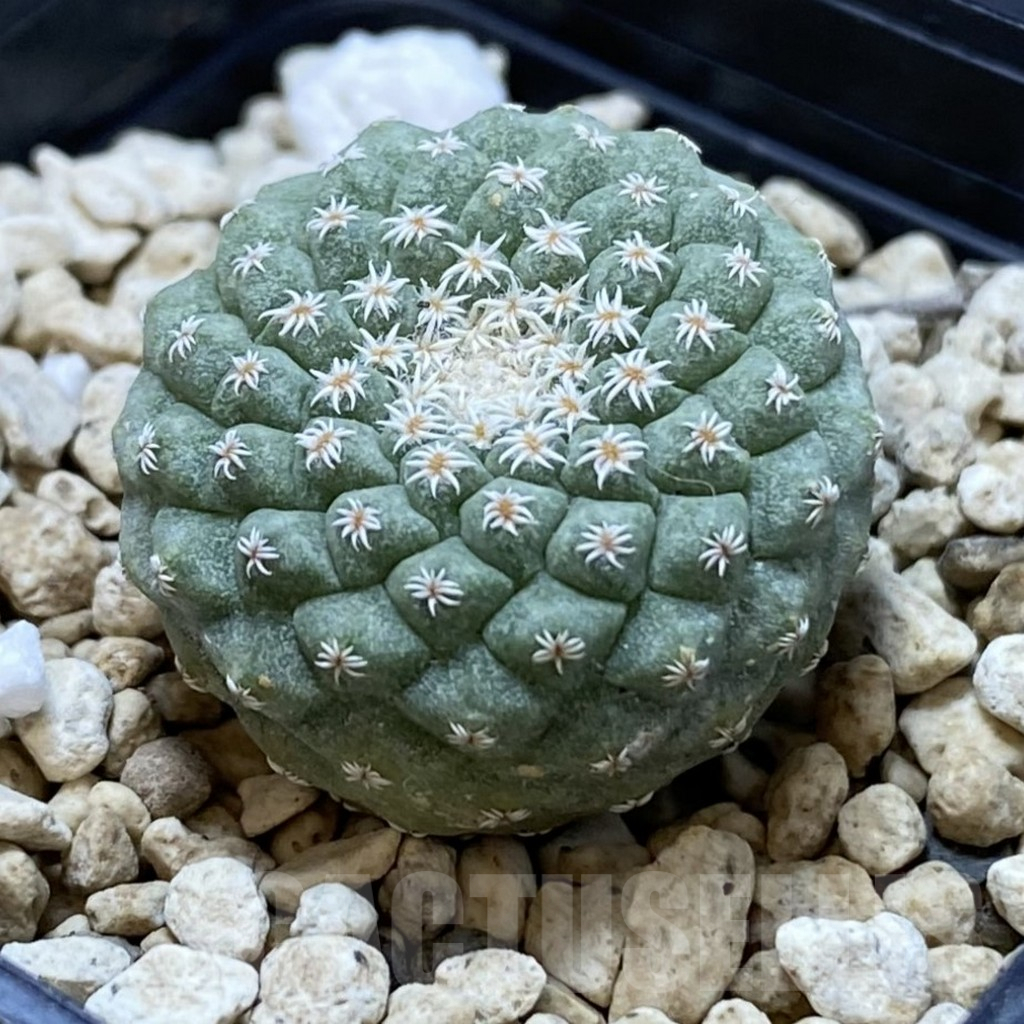 SH1220 Strombocactus disciformis - Imagen 2