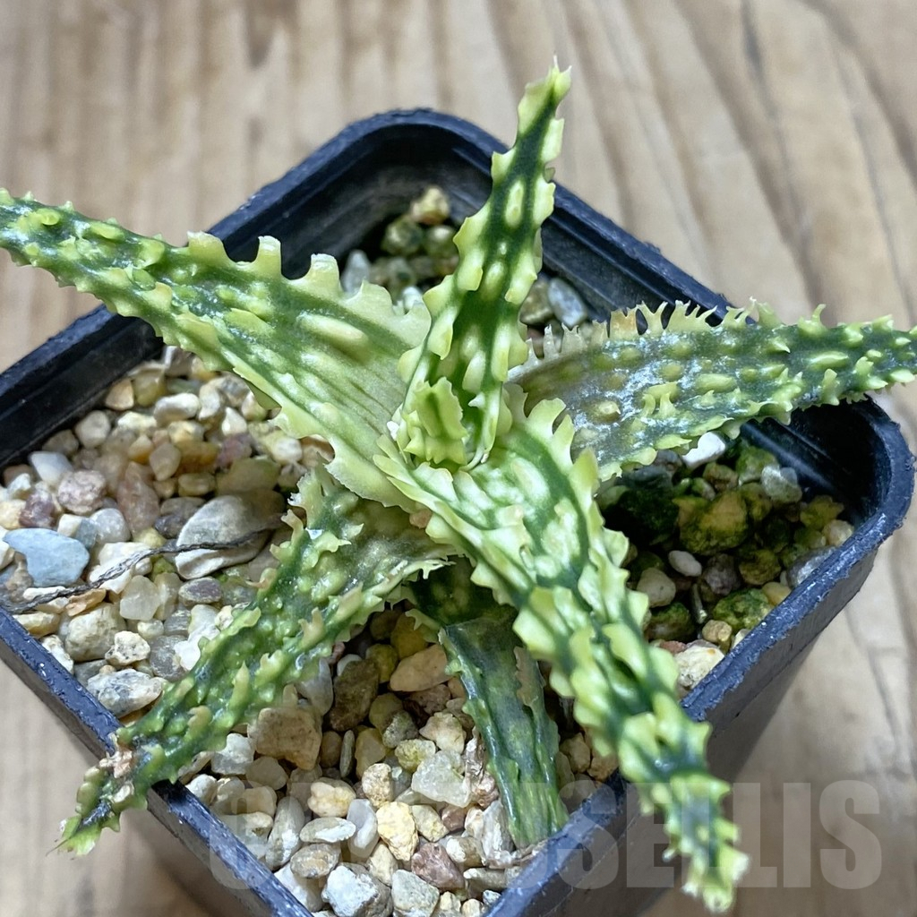SHPR41243 Aloe TCT hybrid
