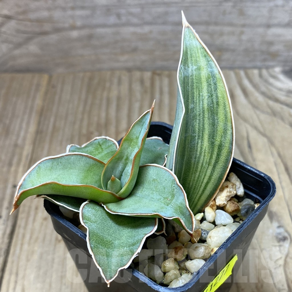 SHPR41277 Sansevieria robusta ex variegata