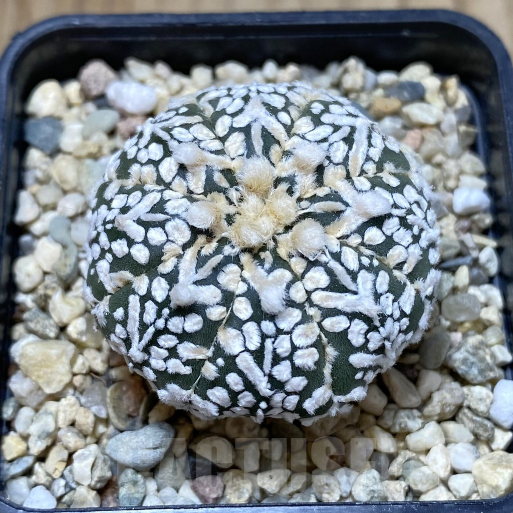 SH1222 Astrophytum asterias ‘Super Kabuto’ V-type