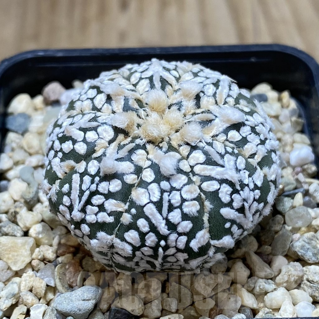 SH1222 Astrophytum asterias ‘Super Kabuto’ V-type - Image 2