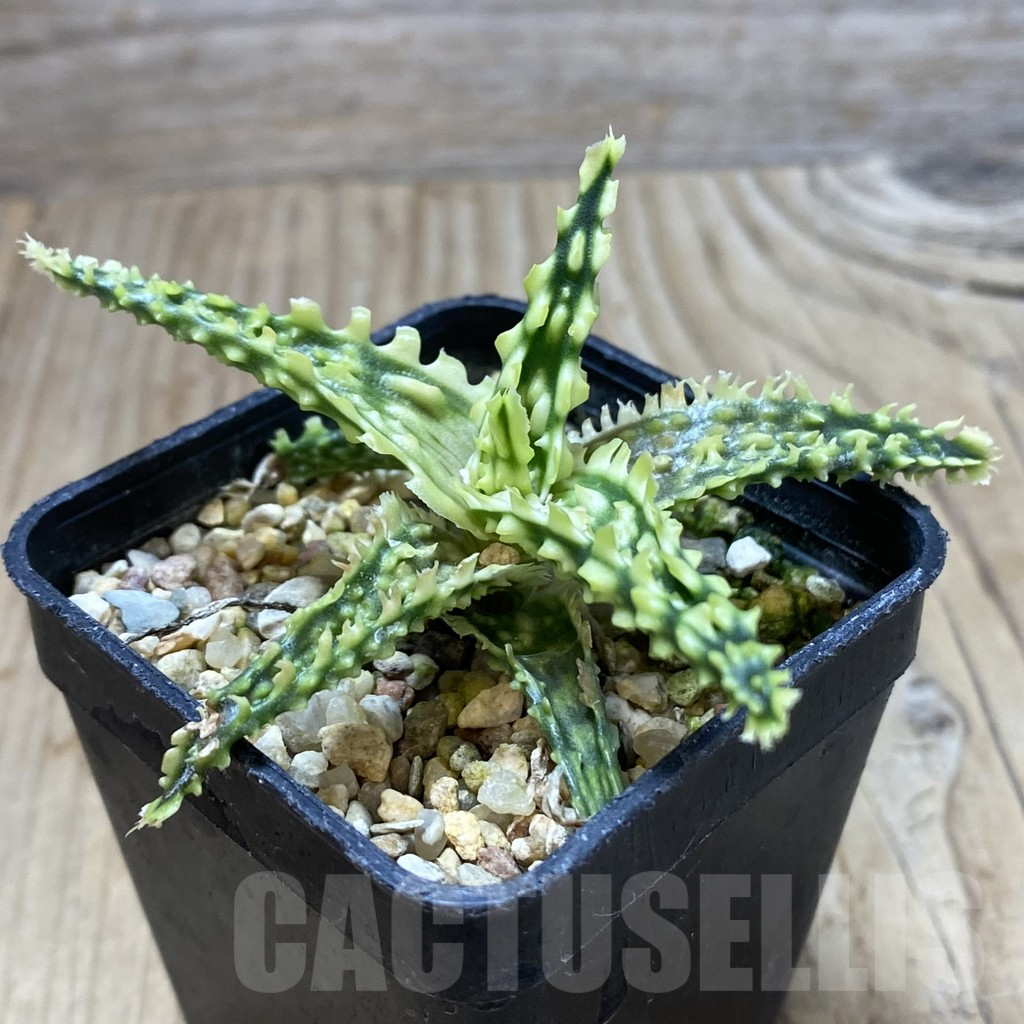 SHPR41243 Aloe TCT hybrid - Image 2
