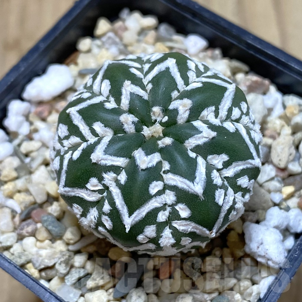 SHPR41281 Astrophytum asterias ‘Super Kabuto’ V-type f. nudum
