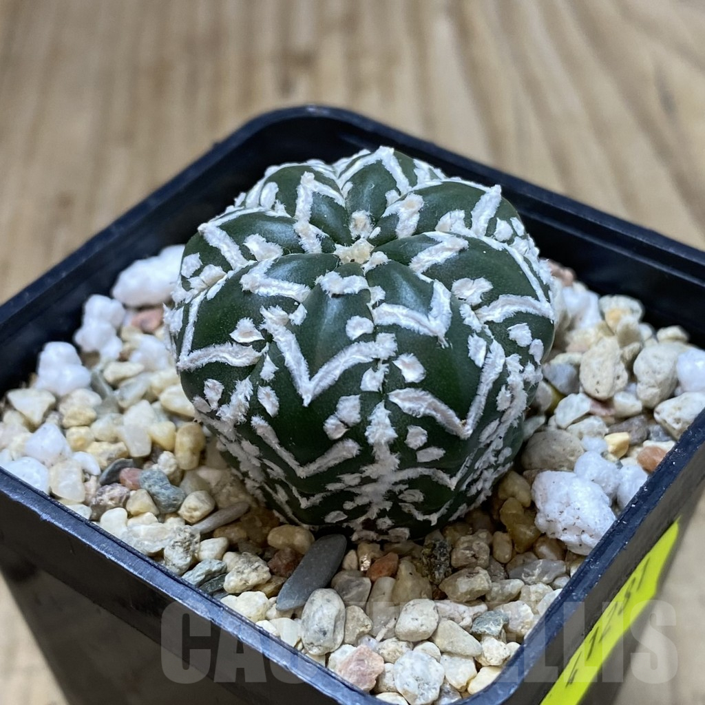 SHPR41281 Astrophytum asterias ‘Super Kabuto’ V-type f. nudum - Image 2