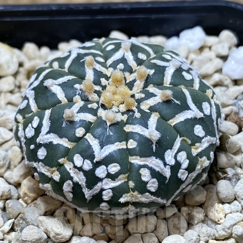 SHPR41282 Astrophytum asterias ‘Super Kabuto’ V-type f. nudum - 画像 (2)