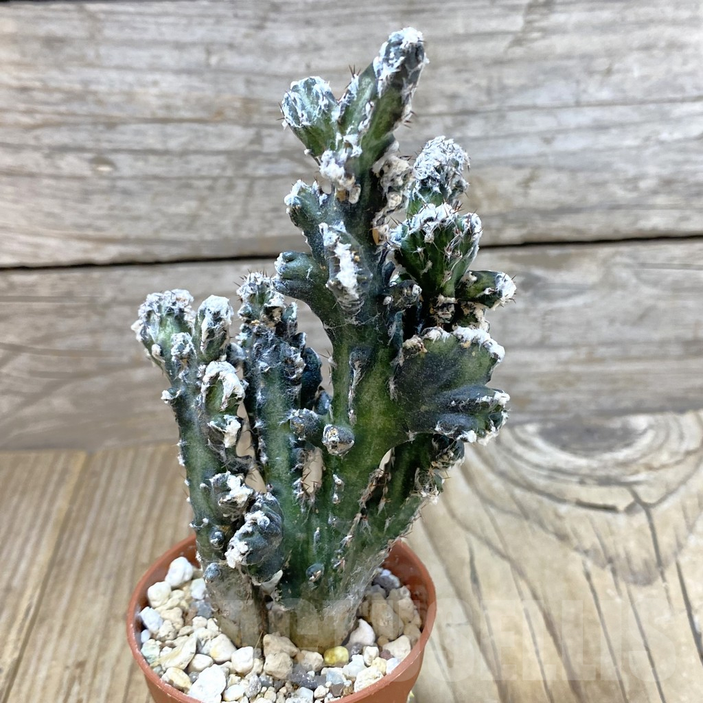 SH1224 Monvillea spegazzinii f. cristata