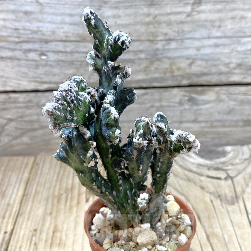 SH1224 Monvillea spegazzinii f. cristata - Image 2