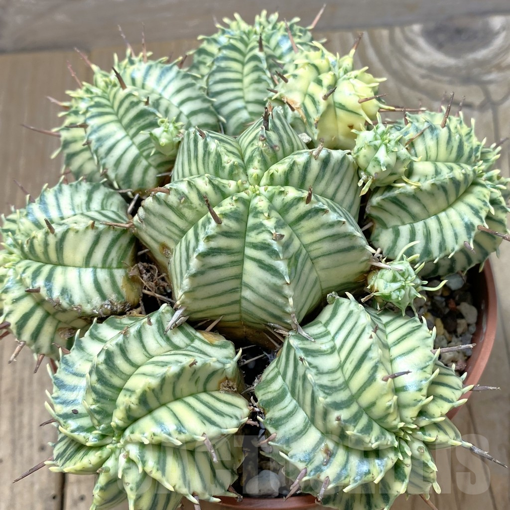SHPR41286 Euphorbia meloformis f. variegata