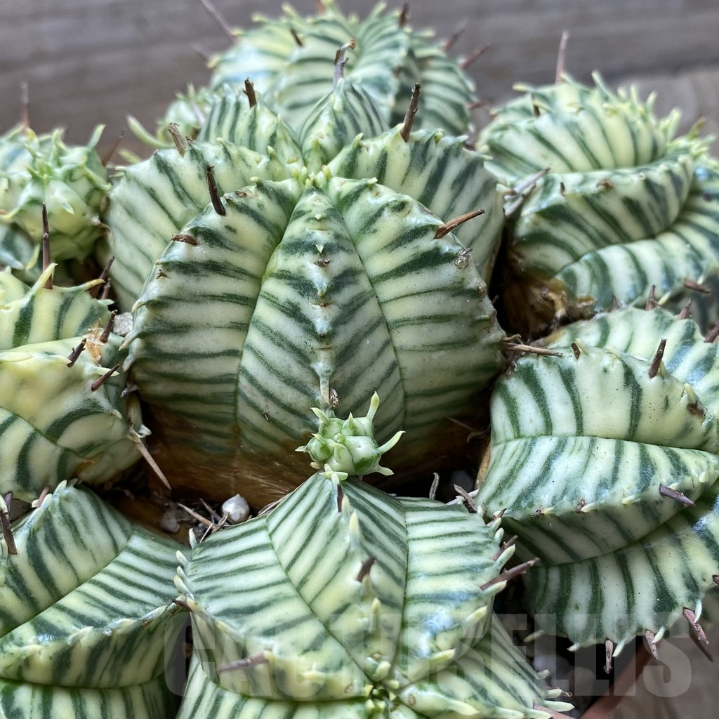 SHPR41286 Euphorbia meloformis f. variegata - 画像 (2)