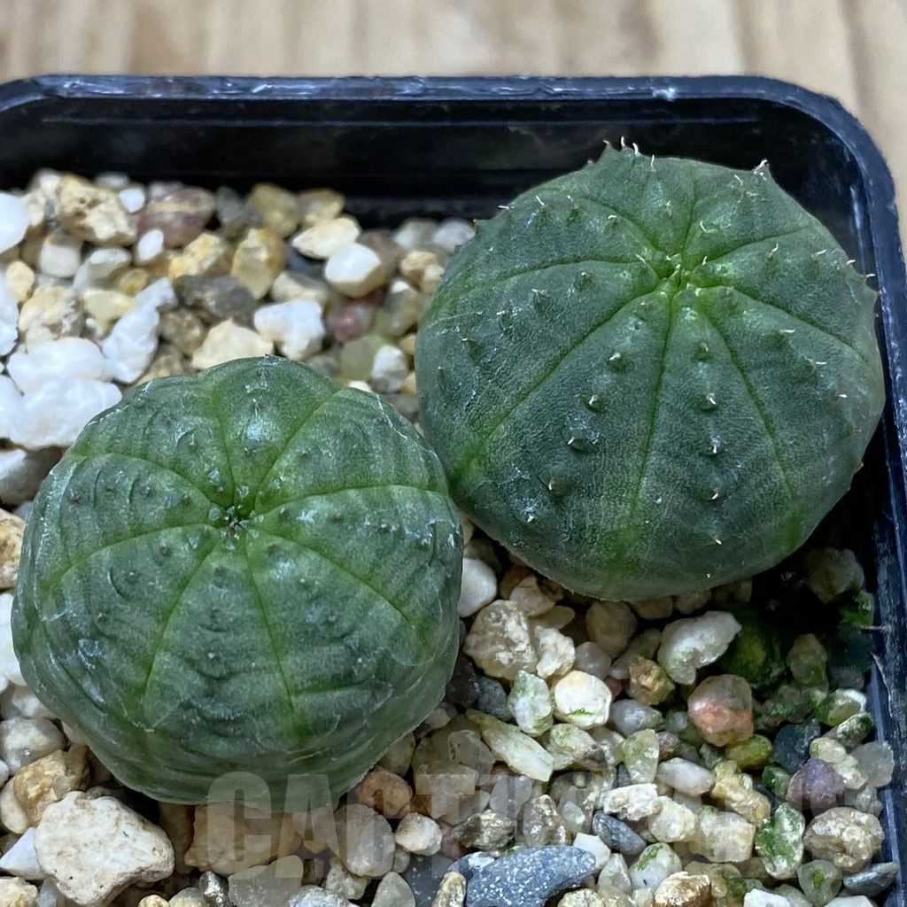 SHPR41287 Euphorbia obesa, 2 plants, seedling