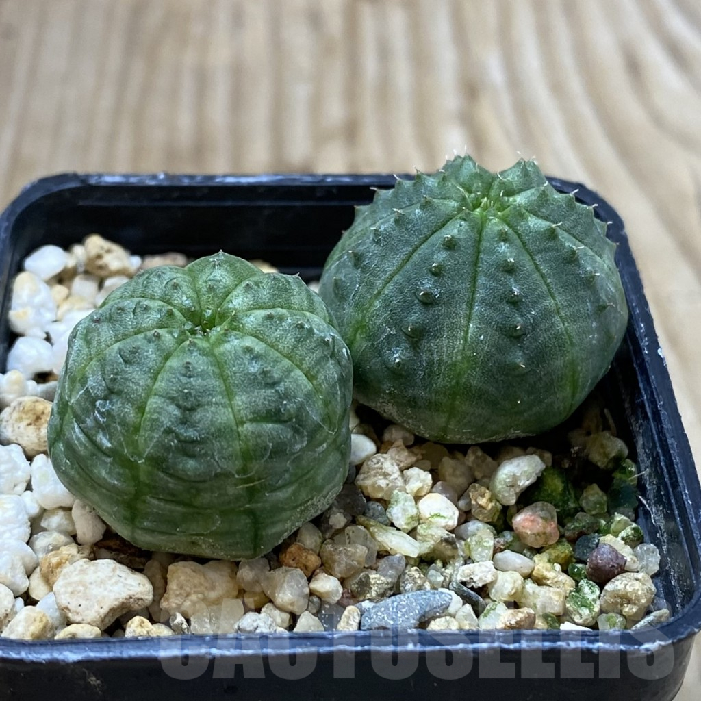 SHPR41287 Euphorbia obesa, 2 plants, seedling - 画像 (2)