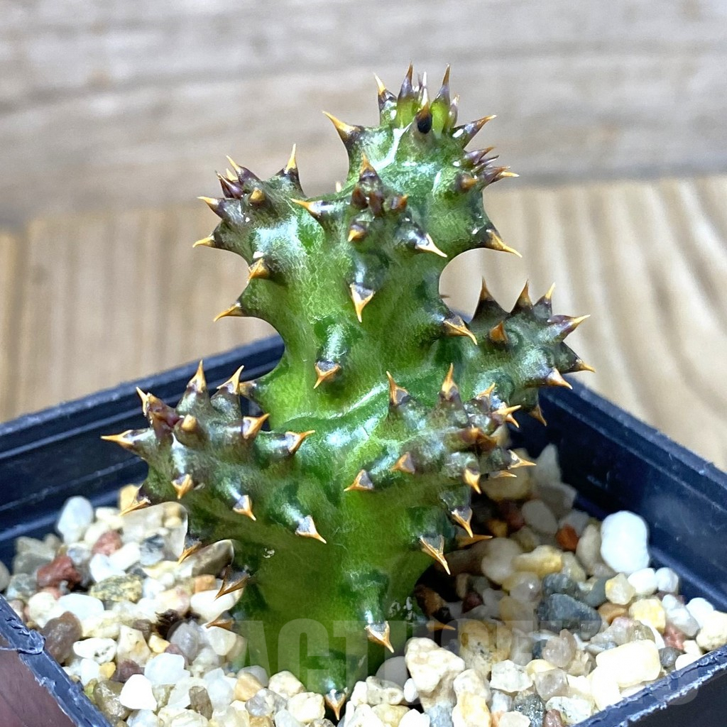 SHPR41288 Edithcolea grandis