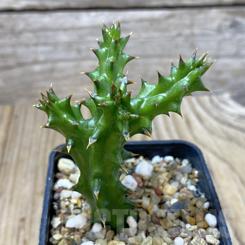 SHPR41289 Edithcolea grandis