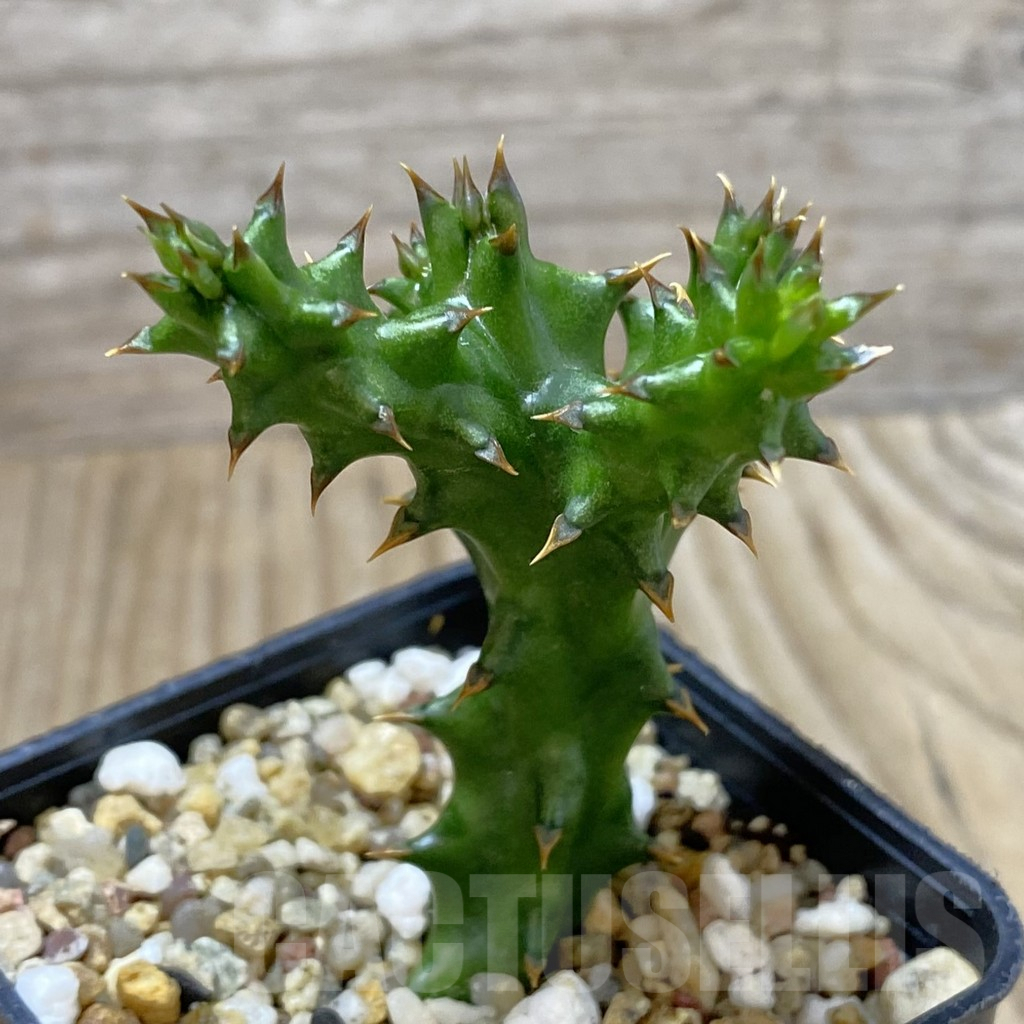 SHPR41289 Edithcolea grandis - 画像 (2)